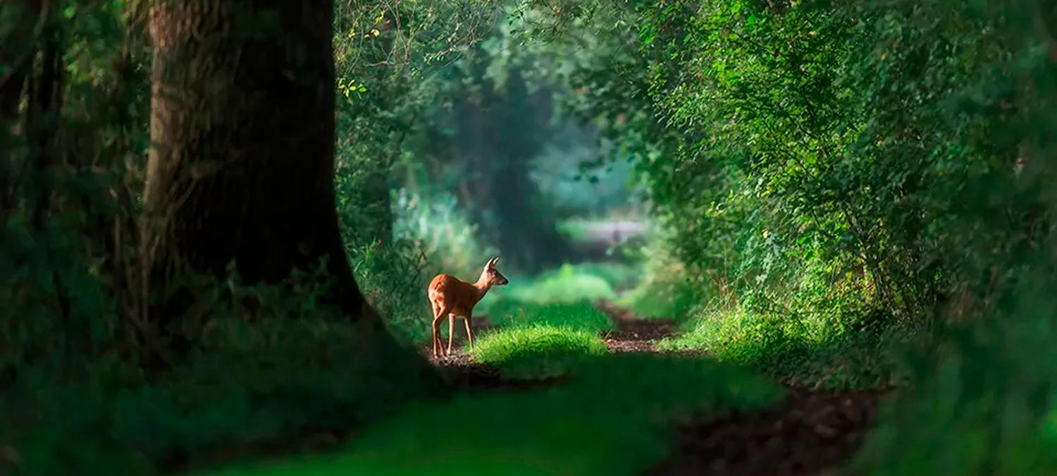 Castle Varagh Hotel | Westmeath | 1
